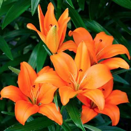 Lilium Asiatic 'Stainless Steel'